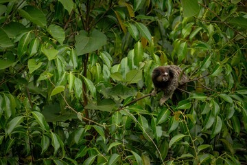 Monkey Macaco Árvore Sagui Natureza