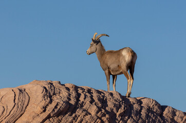 Desert Bighorn Sheep ewe in Valley of Fire State park Nevada
