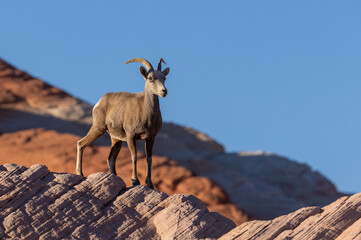 Desert Bighorn Sheep ewe in Valley of Fire State park Nevada