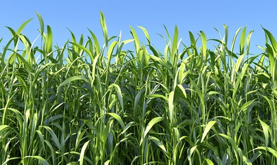 Obraz premium Lush green grass field under clear blue sky, ideal for nature backgrounds.