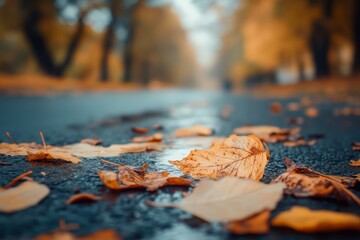 an autumn road 