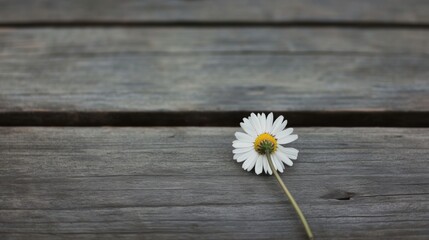 Obraz premium Single daisy on rustic wooden surface.