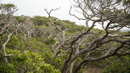 Obraz premium A dense thicket of twisted, gnarled tree branches, mossy, overgrown vegetation, desolate, dark