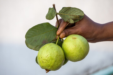 A woman's hand holding three ripe guavas, still on the stem with leaves.