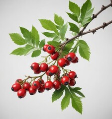A green branch with dark red berries against a white background, white background, contrast