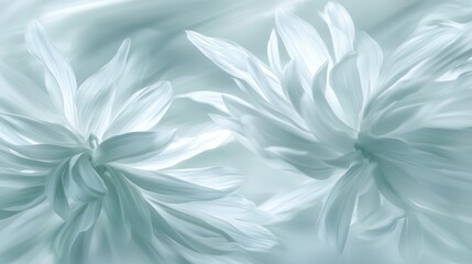 A soft focus image of aster monch flowers, their petals creating a tranquil and calming scene.