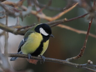 Bogatka (Parus major) na gałązce jabłoni (Malus) © Nature Observatory