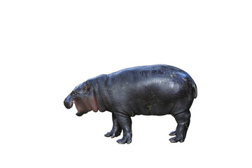 Pygmy hippopotamus isolated on transparent background. This hippo's name is Moo Deng.