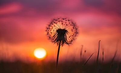 Wallpaper background images concept