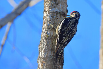 Yellowbellied woodpecker mounted on tree against blue winter sky. 