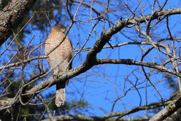 Red shouldered hawk perched in tree on sunny winter day against blue sky. 