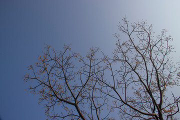 Trees, blue sky, background, illustrations