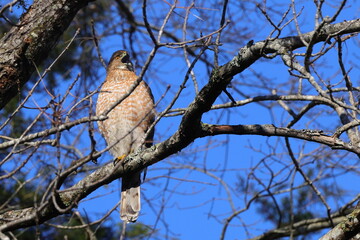 Red shouldered hawk perched in tree on sunny winter day against blue sky. 