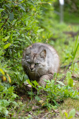 Obraz premium 緑生い茂る公園を歩いてくるグレーの毛並みの毛が長い野良猫