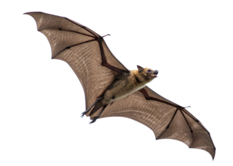 a flying bat with detailed wing structure isolated on white background