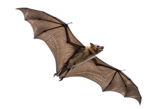 a flying bat with detailed wing structure isolated on white background
