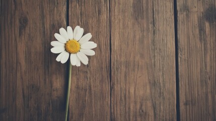 Obraz premium Single daisy on rustic wooden background.