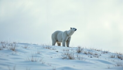 Polar bear standing on snowy terrain in the Arctic