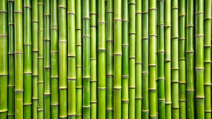 Fototapeta premium bamboo background with bamboo
