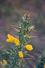 Yellow Gorse Flowers