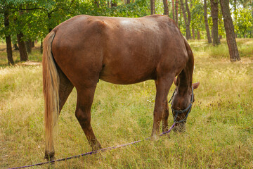 Its coat shines in the sunlight, blending perfectly with the forest's earthy tones. The atmosphere is peaceful and idyllic. A calm brown horse is grazing in the shade of tall trees.