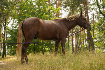 Obraz premium Standing in a forest glade, a beautiful brown horse enjoys fresh grass. The golden light highlights its strong, muscular frame. This tranquil scene captures harmony in nature.
