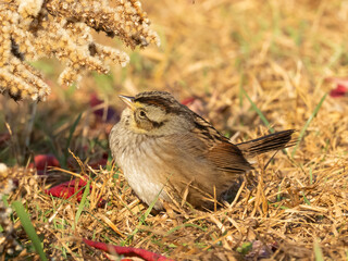 A Swamp Sparrow perched on grass with fallen fall leaves