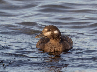 Close up of a female Harlequin Duck swimming just offshore