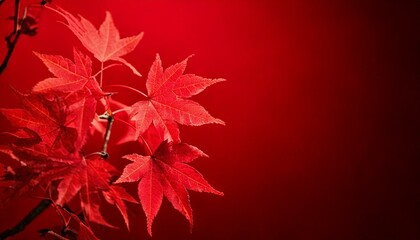 red maple leaves plant, isolated red background, copy space 