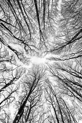 Snow-covered, bare treetops of large beech trees in a forest near Iserlohn (Sauerland) after heavy...