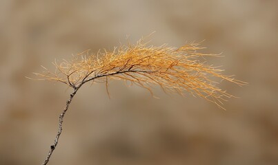 Single golden dry plant branch swaying in gentle breeze against blurred natural background