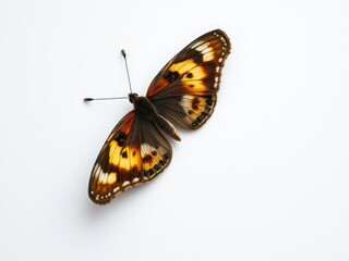 Obraz premium A lone butterfly with beautiful brown and yellow wings resting on a soft white surface, highlighting its intricate patterns, leafy green, detail shot, nature
