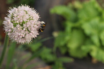 bee on a flower