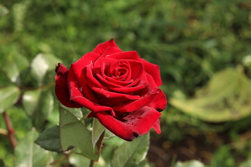 red rose in garden