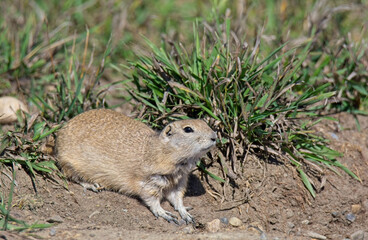 prairie dog in the grass