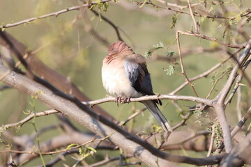Dove on tree
