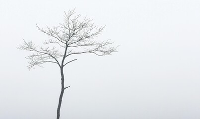Fototapeta premium Bare tree in dense fog, minimalist nature scene, ideal for serene backgrounds