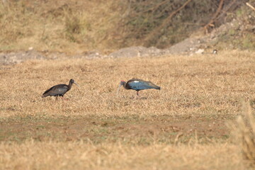 Ibis in the field