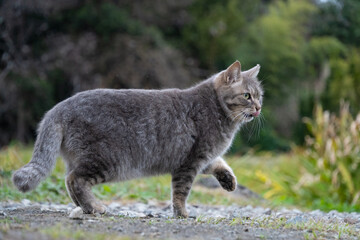 自然公園で前足を出してるポーズをしてるグレーの毛並みの野良猫
