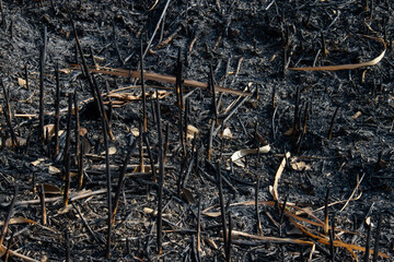 Burning, grassland, worship, wildfires, firefighting, cigarette butts, smokers