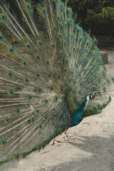Fototapeta premium A captivating image of natural beauty. A peacock stands tall, its radiant tail feathers extended in a breathtaking display. The intricate patterns and vibrant hues exude elegance.