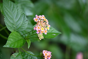 Lantana plant flower. It is flowering plants in the verbena family, Verbenaceae. The genus includes both herbaceous plants. Its other names  shrub verbenas, lantanas and lantana camara.