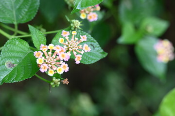 Lantana plant flower. It is flowering plants in the verbena family, Verbenaceae. The genus includes both herbaceous plants. Its other names  shrub verbenas, lantanas and lantana camara.