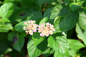 Lantana plant flower. It is flowering plants in the verbena family, Verbenaceae. The genus includes both herbaceous plants. Its other names  shrub verbenas, lantanas and lantana camara.