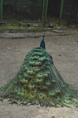 Obraz premium A timeless symbol of beauty and grace. The vibrant peacock proudly displays its magnificent tail feathers in full extension. Each colorful detail reflects its natural splendor and elegance.