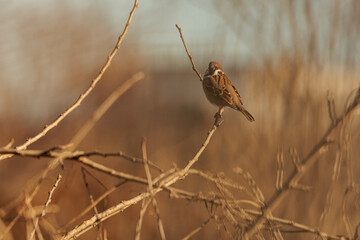 枝に留まる一羽の雀