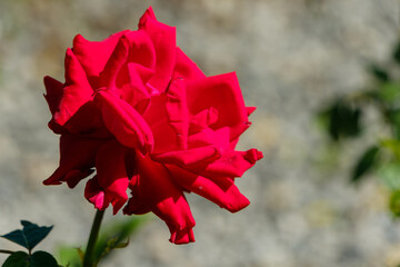 真っ赤なバラのクローズアップ