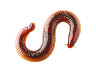 Realistic earthworm isolated on transparent or white background, png