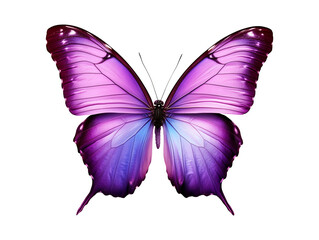 Obraz premium Purple butterfly isolated on transparent or white background, png