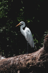 Garza blanca posada sobre un tronco en la reserva ecológica